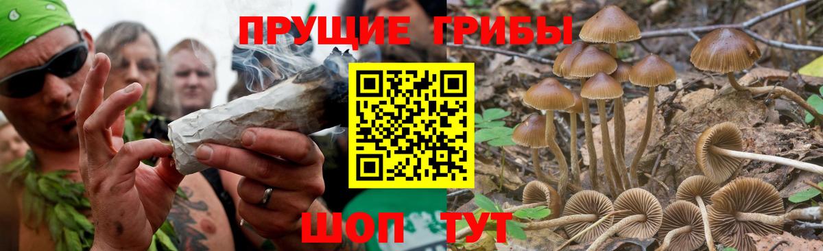 Псилоцибиновые грибы Cubensis Урюпинск